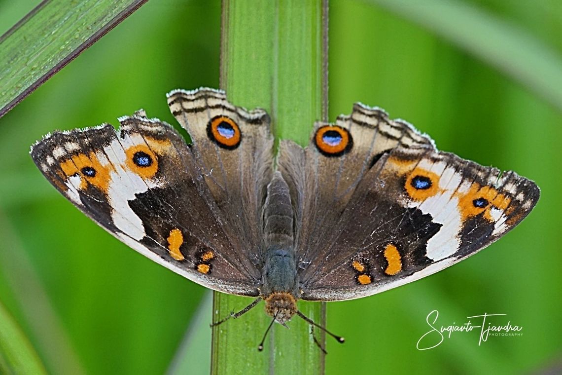 Blue pansy butterfly, Junonia orithya - upperside/female  Geotagged,Indonesia,Junonia orithya,Spring