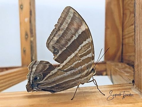 Palm King butterfly ( Amathusia phidippus )  Amathusia phidippus,Geotagged,Indonesia,Palmking,Spring