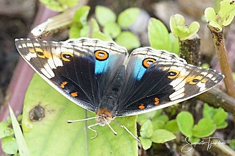 Blue pansy butterfly, Junonia orithya - upperside/female  Geotagged,Indonesia,Junonia orithya,Spring
