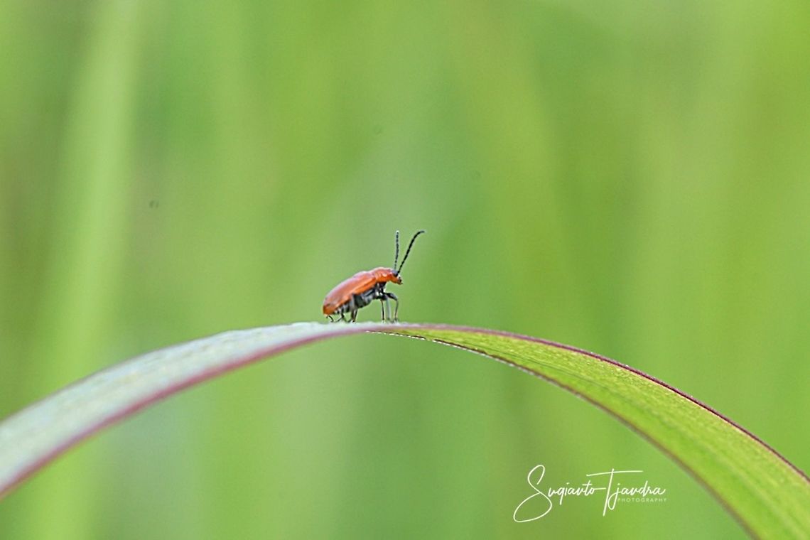 Orange leaf beetle  Geotagged,Indonesia,Spring