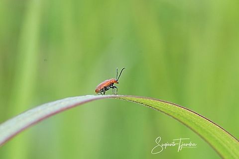 Orange leaf beetle  Geotagged,Indonesia,Spring