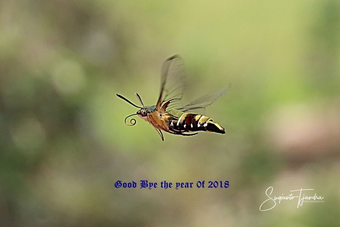 Coffee bee hawkmoth (Pellucid hawk moth)-Cephonodes hylas  Cephonodes hylas,Coffee bee hawkmoth,Geotagged,Indonesia,Spring