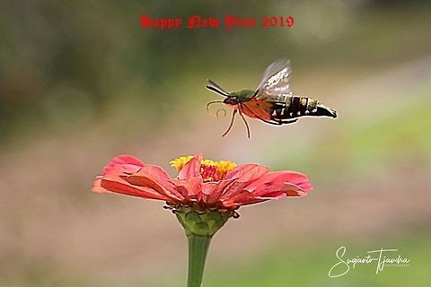 Coffee bee hawkmoth (Pellucid hawk moth)-Cephonodes hylas  Cephonodes hylas,Coffee bee hawkmoth,Geotagged,Indonesia,Spring