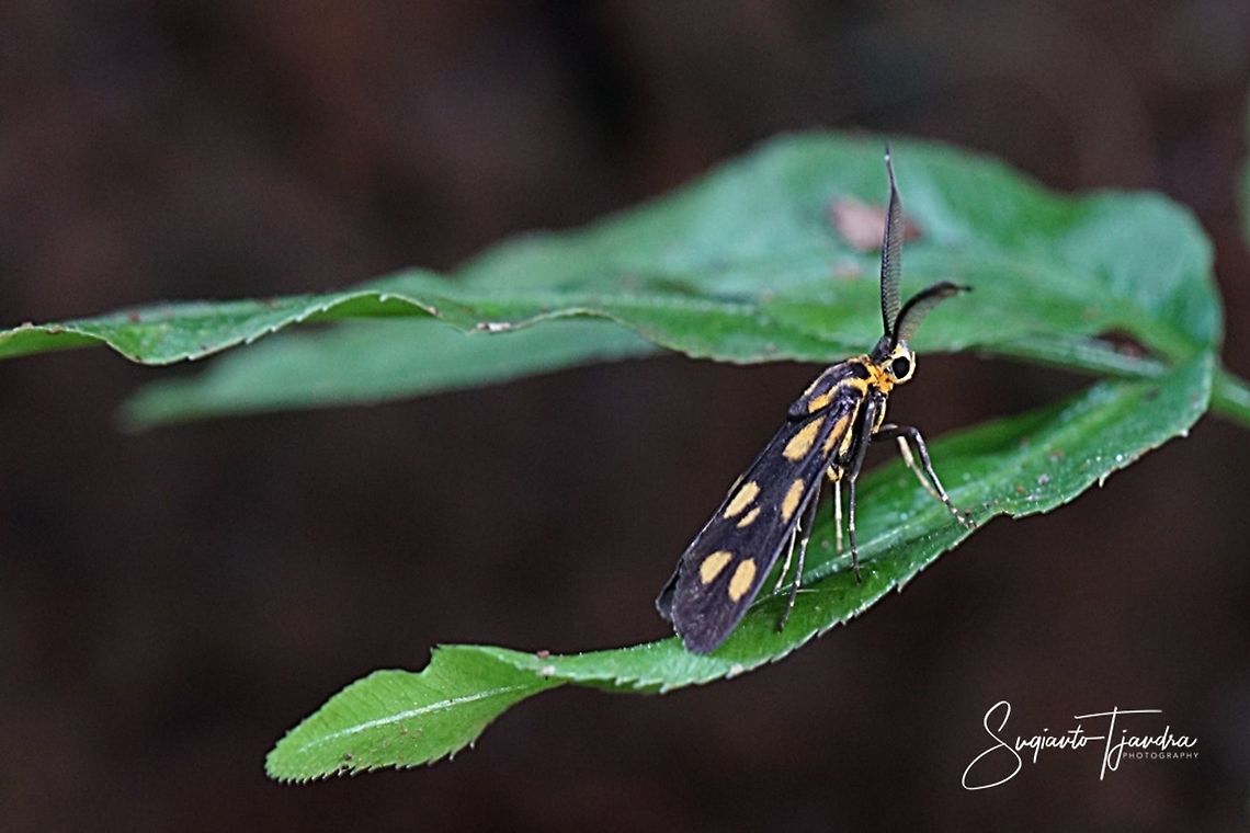 Artona Moth (family Zygaenidae)  Geotagged,Indonesia,Summer