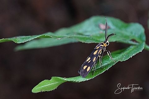 Artona Moth (family Zygaenidae)  Geotagged,Indonesia,Summer