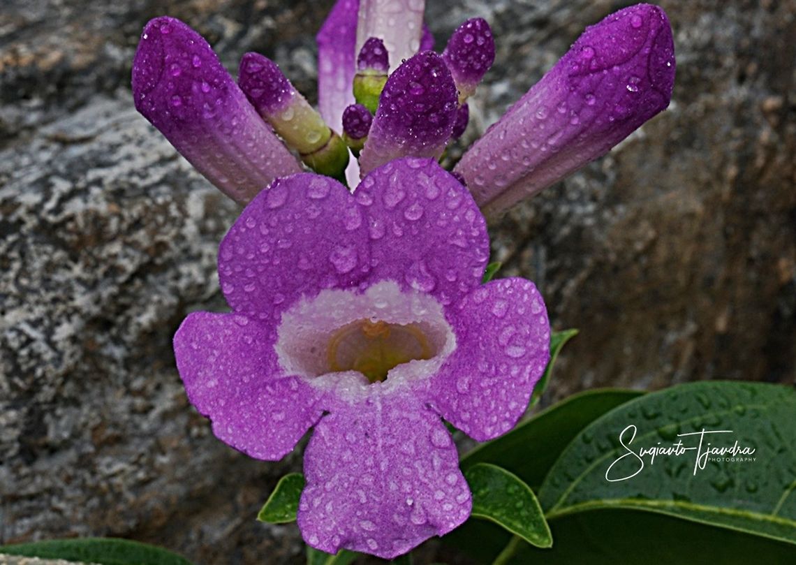 Stephanot Flowers (Bignoniaceae)  Geotagged,Indonesia,Summer