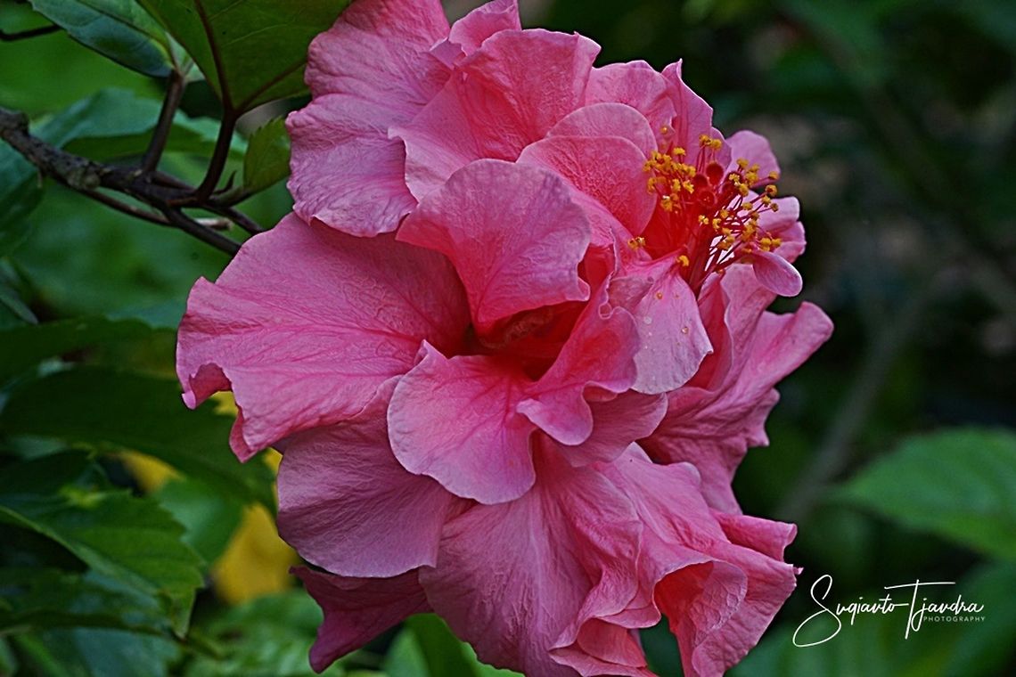 Hibiscus flower  Geotagged,Indonesia,Summer