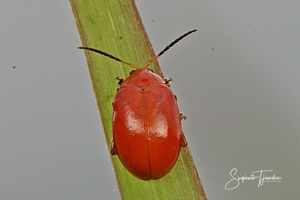 Orange leaf beetle  Geotagged,Indonesia,Spring