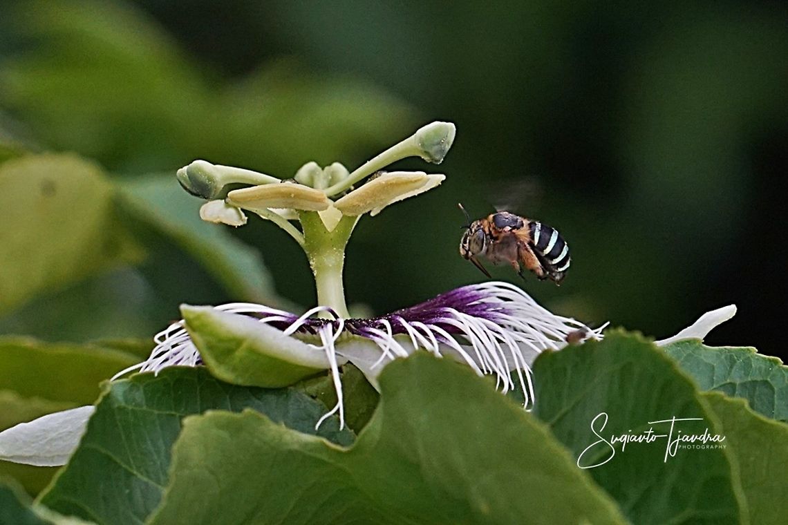 Blue-banded bee (Amegilla cingulata)  Geotagged,Indonesia,Spring