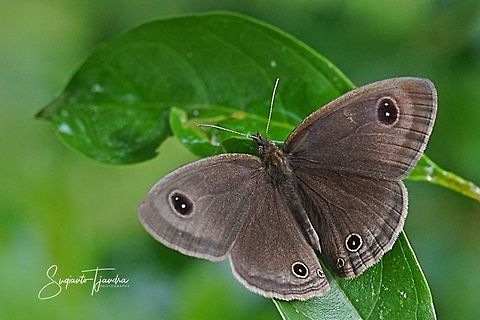 Common Three Ring (Ypthima pandocus corticaria)  Geotagged,Indonesia,Summer,Ypthima pandocus