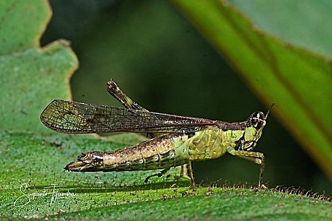 Monkey Hopper, Erucius sp.  Geotagged,Indonesia,Summer