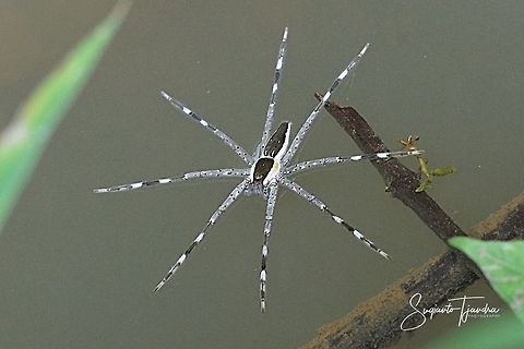 Fishing spider ( Pisauridae/nursery web spiders)  Fishing spider,Geotagged,Indonesia,Nilus albocinctus,Summer