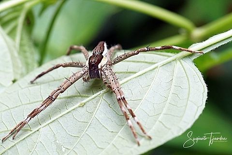 Nursery web spider (family Pisauridae)  Fishing spider,Geotagged,Indonesia,Nilus albocinctus,Summer
