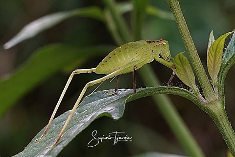 Katydid Nymph  Geotagged,Indonesia,Summer