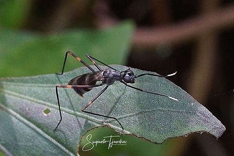 Stilt-legged fly, Micropezidae Sp  Geotagged,Indonesia,Summer