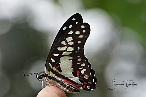 Common Jay (Graphium doson evemonides).  Common Jay,Geotagged,Graphium doson,Indonesia,Summer