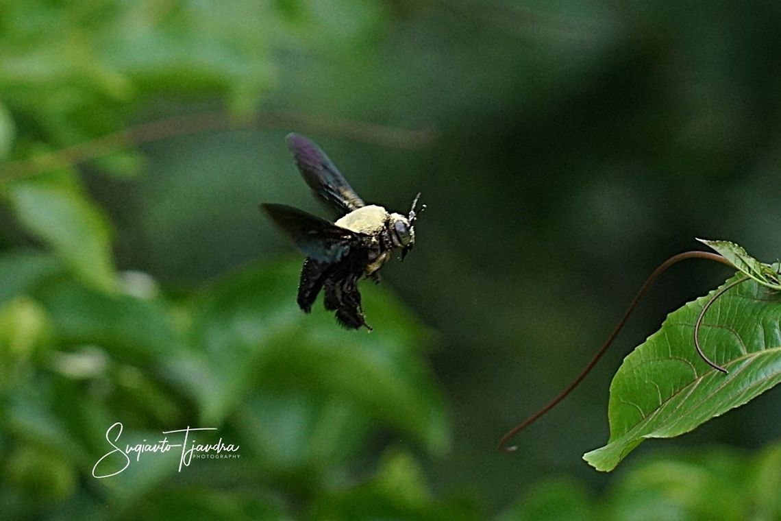 Carpenter Bee  Geotagged,Indonesia,Summer