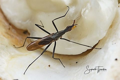 Banana Stalk fly, Neriidae  Geotagged,Indonesia,Summer