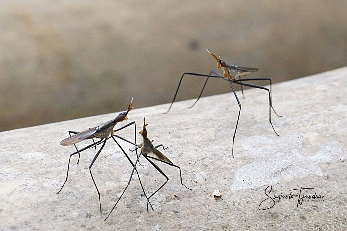 Banana Stalk fly, Neriidae  Geotagged,Indonesia,Summer