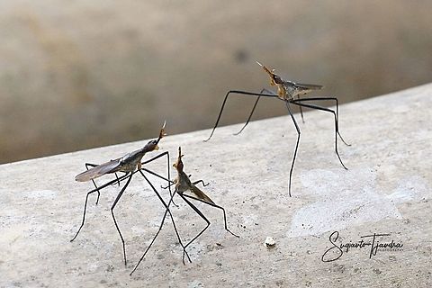 Banana Stalk fly, Neriidae  Geotagged,Indonesia,Summer