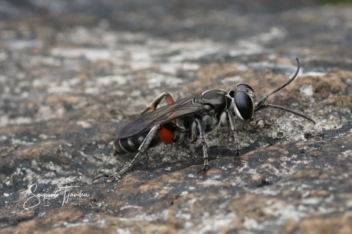 Crabronidae Wasp, Liris Sp  Geotagged,Indonesia,Summer