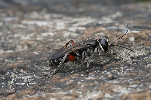 Crabronidae Wasp, Liris Sp  Geotagged,Indonesia,Summer