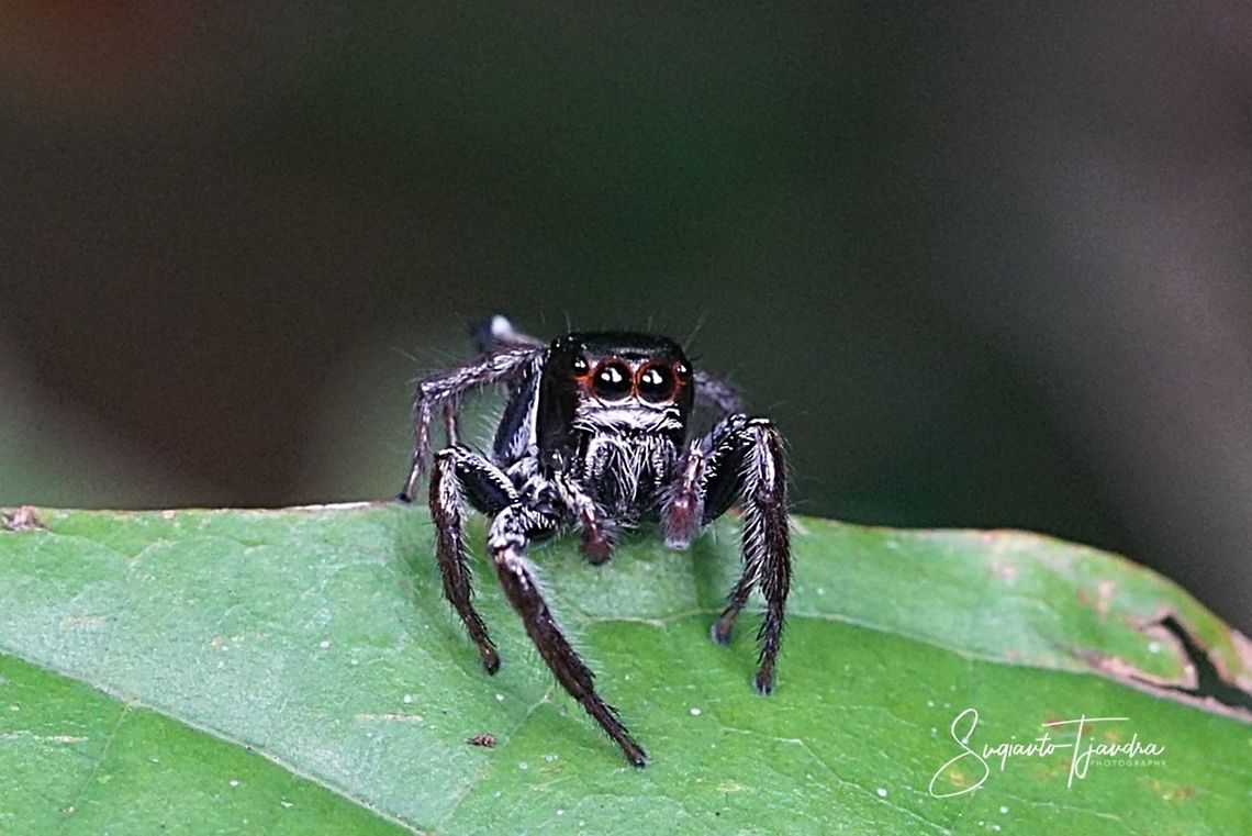 Jumping Spider  Geotagged,Indonesia,Summer