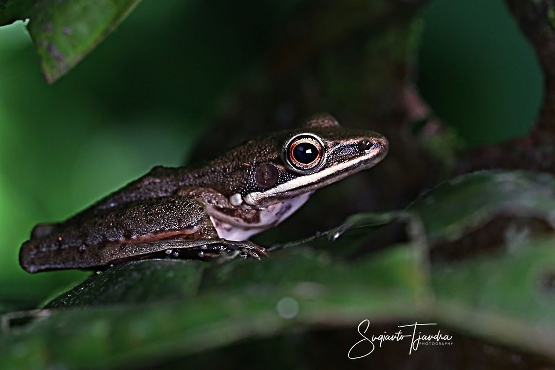 Shrub frog (Polypedates)  Geotagged,Indonesia,Summer