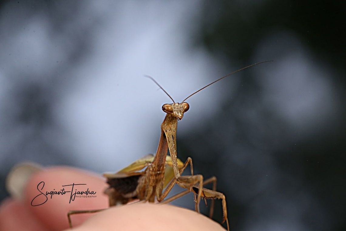 Praying Mantis, Mantidae  Geotagged,Indonesia,Summer