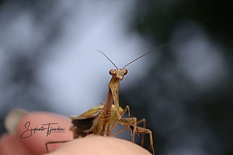 Praying Mantis, Mantidae  Geotagged,Indonesia,Summer