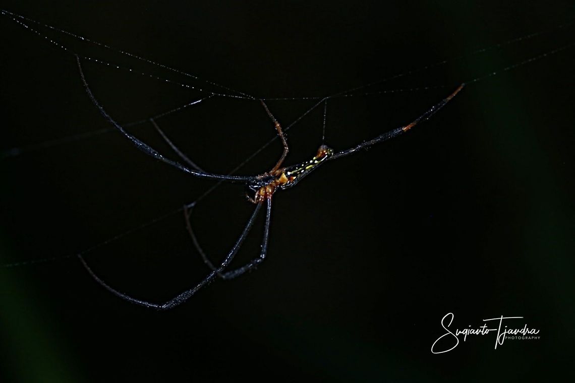 Spider - Orb Weaver  Geotagged,Giant Golden Orbweaver,Indonesia,Nephila pilipes,Summer