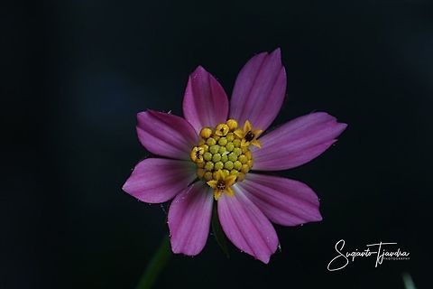 Bunga Kenikir Ungu / Cosmos caudatus flower  Cosmos caudatus,Geotagged,Indonesia,Kings salad,Summer