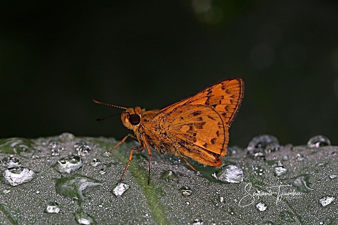 Skipper butterfly, Telicota augias (Palm Dart)  Geotagged,Indonesia,Summer,Telicota augias