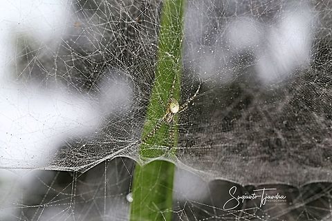 Tropical Tent-web spider (Cyrtophora)  Cyrtophora moluccensis,Dome Tent Spider,Geotagged,Indonesia,Summer