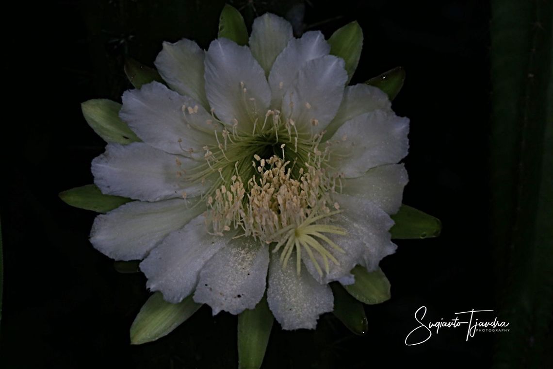 Night Blooming Cereus cactus flower  Geotagged,Indonesia,Summer