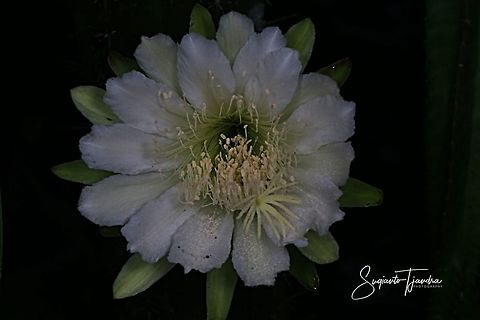 Night Blooming Cereus cactus flower  Geotagged,Indonesia,Summer