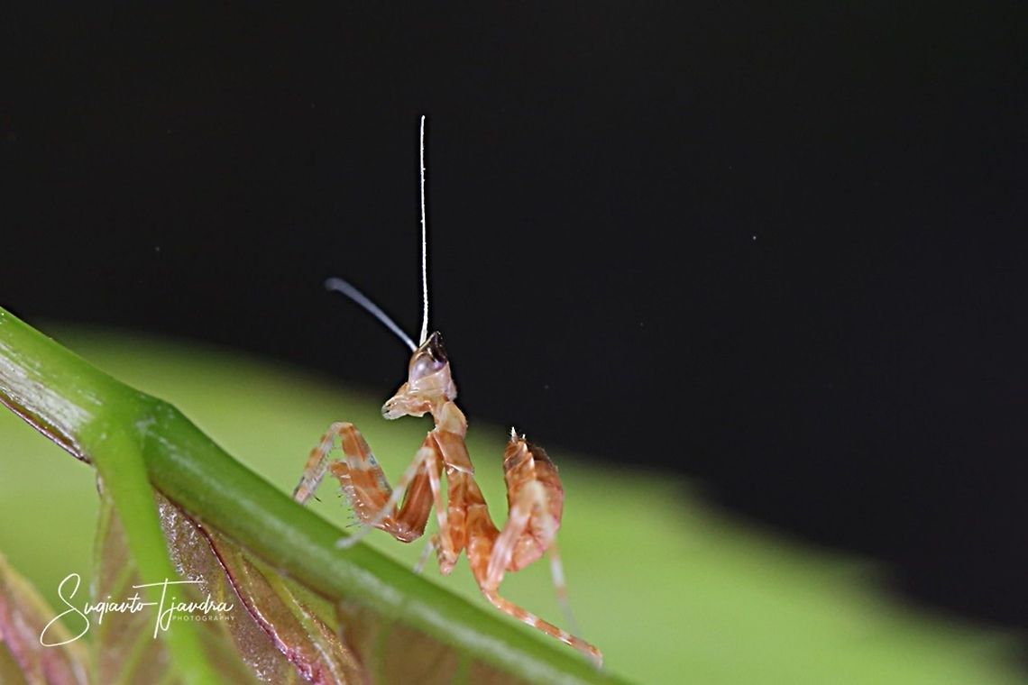 Mini Flower Mantis (unknown species)  Geotagged,Indonesia,Summer