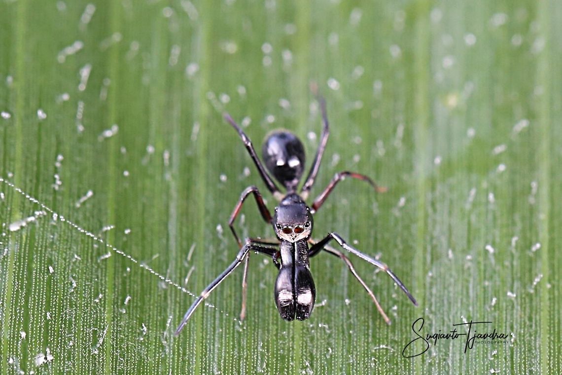 Ant mimicry / Ant-Mimic Spider  Geotagged,Indonesia,Summer