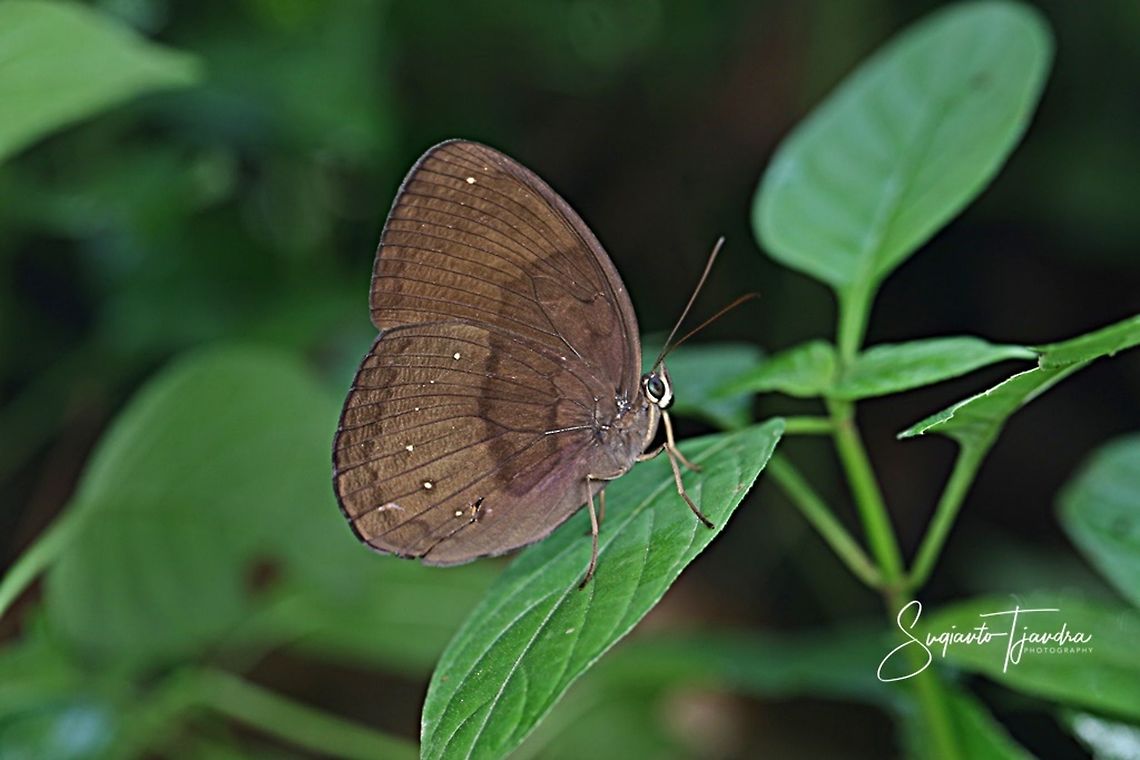 The Common Faun (Faunis canens arcesilas)  Common faun,Faunis canens,Geotagged,Indonesia,Summer
