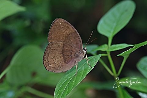The Common Faun (Faunis canens arcesilas)  Common faun,Faunis canens,Geotagged,Indonesia,Summer