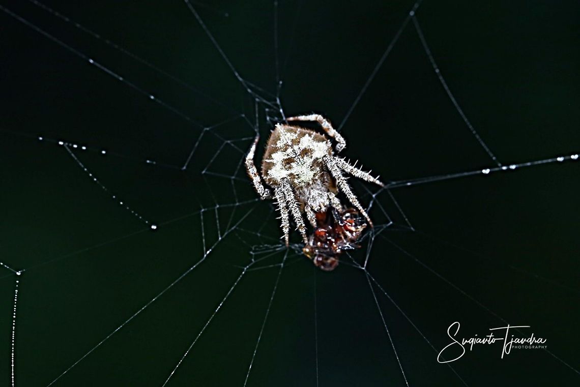 Orb-weaver spider w/prey  Geotagged,Indonesia,Summer