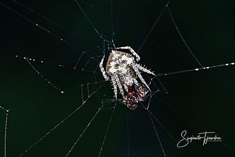 Orb-weaver spider w/prey  Geotagged,Indonesia,Summer