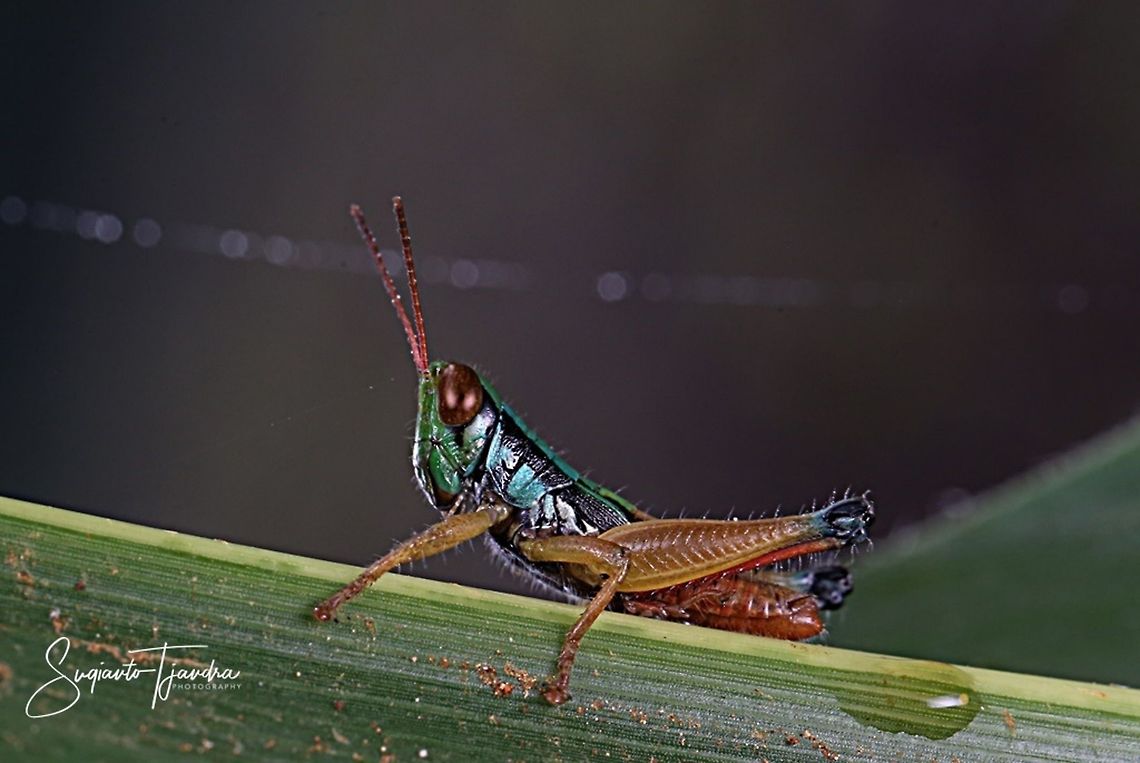 Grasshopper, Caryandra Spuria  Caryanda spuria,Geotagged,Indonesia,Summer