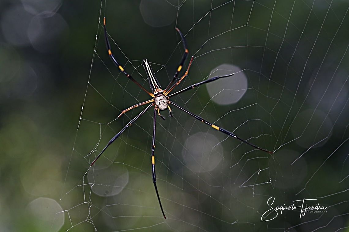 Nephila pilipes  Geotagged,Indonesia,Summer