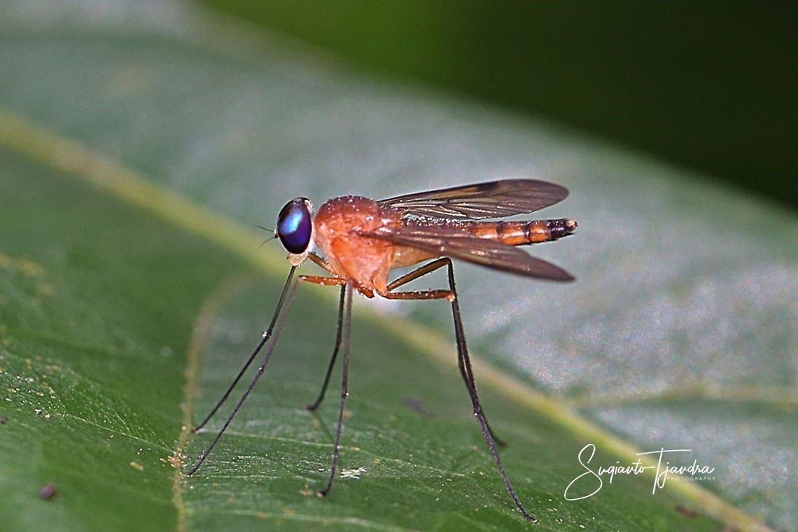 Long-legged fly (unknown ID/species)  Geotagged,Indonesia,Summer
