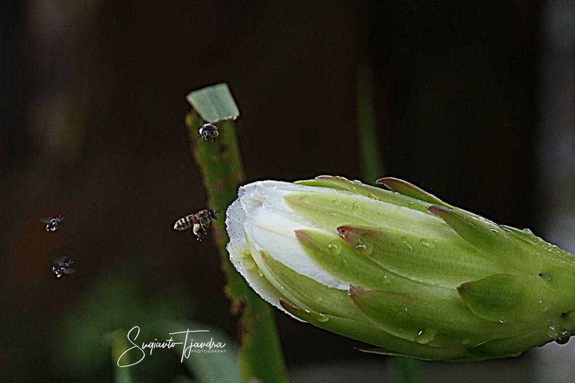 Honey bee - looking for nectar  Geotagged,Indonesia,Summer