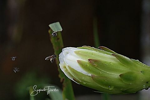 Honey bee - looking for nectar  Geotagged,Indonesia,Summer