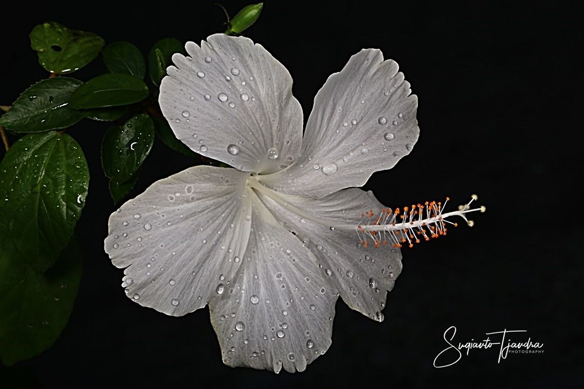 White Hibiscus Flower  Geotagged,Indonesia,Spring