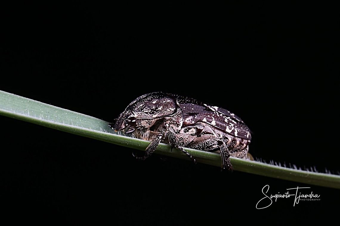 Weevil (???)  Geotagged,Indonesia,Spring