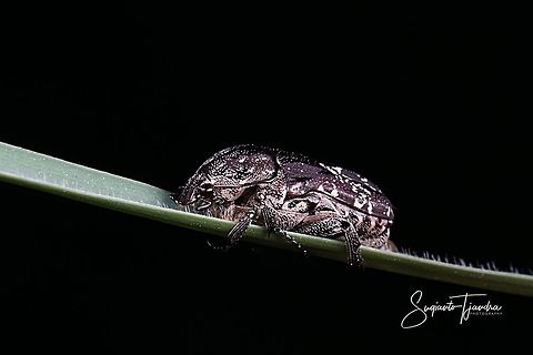 Weevil (???)  Geotagged,Indonesia,Spring